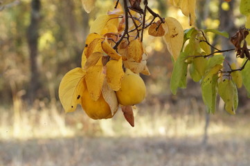 Coings sur l'arbre en automne