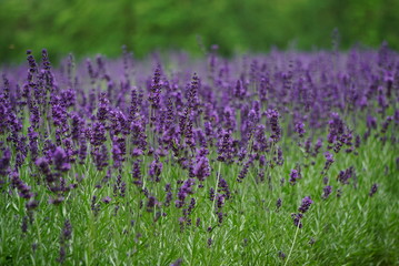 Naklejka premium blue lavender