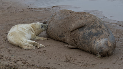 A young grey gray seal pup suckling and feeding off its mother lying on the sand
