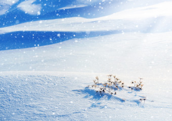 Fototapeta premium Winter landscape with plants among snowdrifts in sunlight