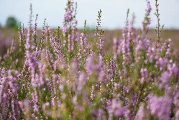 purple heather