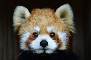 red panda 
