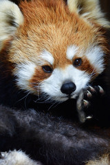 red panda 