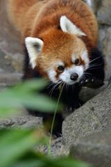 red panda 