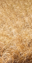 the abstract texture of a yellow grass