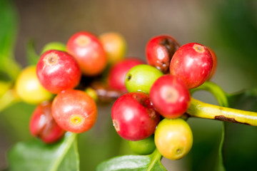 Coffee beans on a branch of tree
