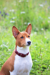 Basenji dog in the park. Purebred gorgeous dog.