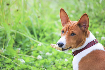 Naklejka na ściany i meble Basenji dog in the park. Purebred gorgeous dog.