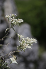 Garten-Edelweiss, Leontopodium