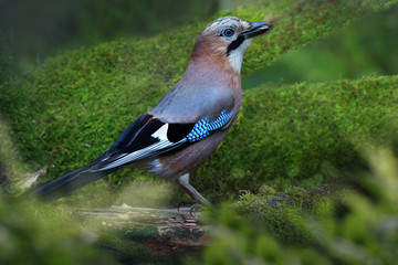 Eichelhäher, Garrulus glandarius, stitzt auf Moos