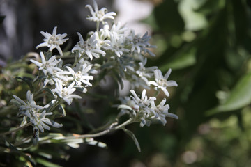 Garten-Edelweiss, Leontopodium