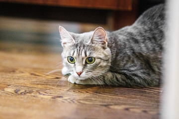 Striped cat lying in the room. The concept of pets.