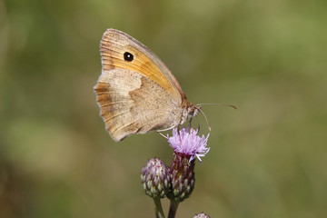 Große Ochsenauge, Maniola jurtina, Schmetterling auf Blüte