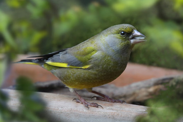 Grünfink, Chloris chloris, sitzt am Futterplatz im Garten