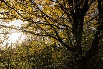 Fototapeta premium Fall in forest