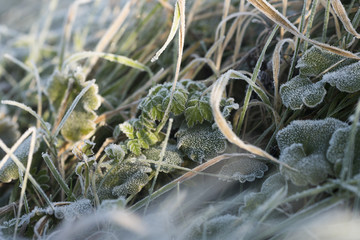 Frost covered grass and plants in winter detail, England
