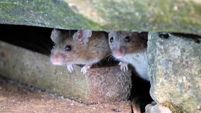 Mice feeding on piece of discarded cvake in urban house garden.