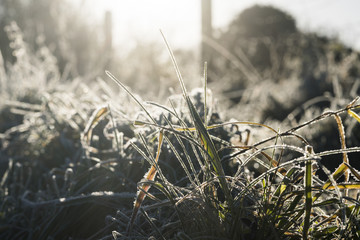 Frost covered grass and plants in winter detail, England