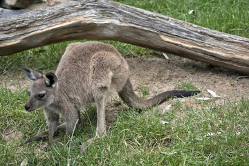 Kangaroo-Island  joey kangaroo
