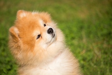 portrait d'un petit chien spitz nain qui est assis en regardant son maître