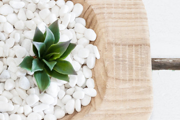 Green succulents in white pebbles on vintage wood background