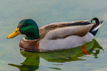 Obraz premium a male specimen of the mallards is swimming in a lake /It is a water bird of the duck family living in the wetlands, in Italy it is called capoverde