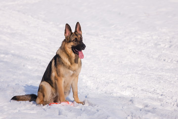 Alsatian dog on the frozen lake