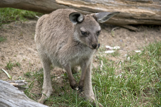 Kangaroo-Island  kangaroo