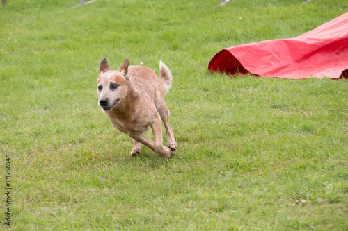 Un Chien Bouvier Australien Court Dans Un Concours Canin D