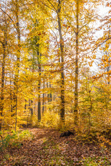 Colourful autumn forest