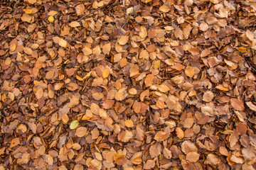 Autumn leaves closeup