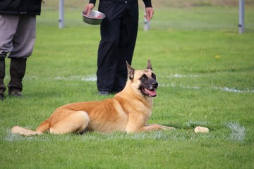 un chien berger belge malinois qui fait l'exercice du refus d'appât pour le concours canin