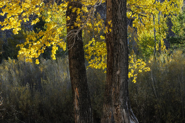beautiful park in the altai mountains during autumn emphasize the yellow leafs