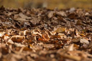 Autumn leaves closeup