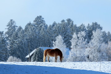 Haflinger grast auf einer Winterwiese