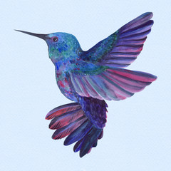 Obraz premium Birds of hummingbirds. Drawing with watercolor. Wallpaper. Isolated. 