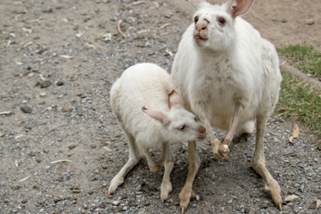 albino wallaby and her joey