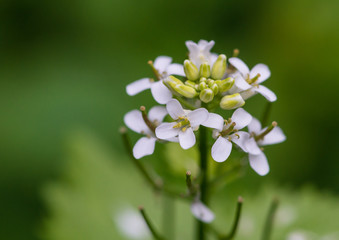 Pretty Wildflower