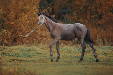 Obraz na płótnie Canvas Autumn foals in the herd