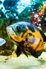 Oscar Fish (Astronotus ocellatus) - South American freshwater fish from the cichlid family. The...