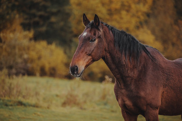 Autumn portrait of a bay horse