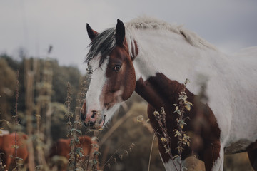 Autumn portrait of a pinto horse
