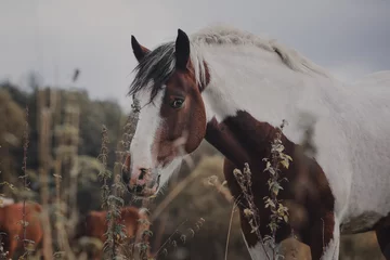 Photo sur Plexiglas Chevaux Portrait d& 39 automne d& 39 un cheval pinto