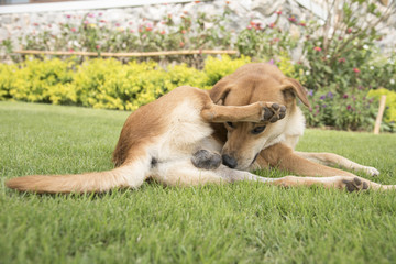 dog on the background of the wallpaper concept