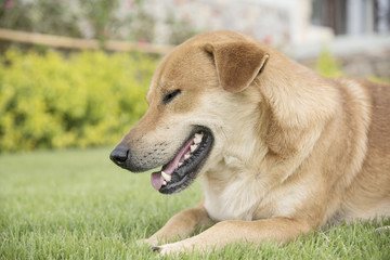 dog on the background of the wallpaper concept