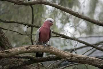 Australian galah