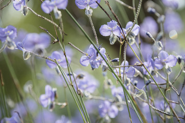  flowers in the pastel color