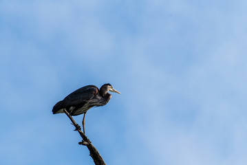 Fischreiher vor blauem Himmel