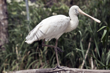 yellow spoonbill