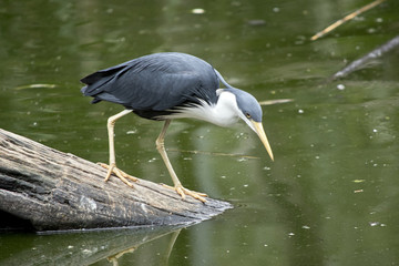 pied heron